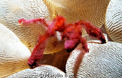 Orangatang Crab on Bubble amemone.
Nikonos V with 1:2 ma... by Marylin Batt 